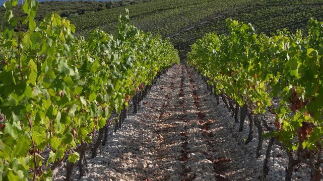 Forward moving view between rows of grapevines descending through a sloping vineyard