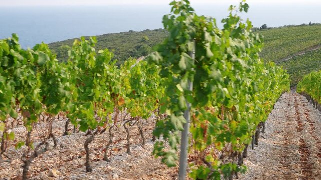 Moving side view along rows of grapevines in a sunny vineyard