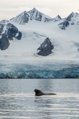 Icy landscapes of Greenland © Michael