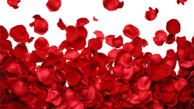 Red rose petals falling isolated on white background
