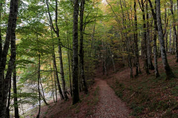 Fototapeta premium Forest path winding through autumn trees changing colors