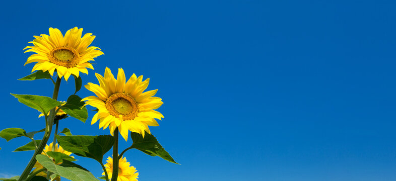 Sunflower field with cloudy blue sky