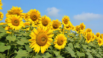 Fototapeta premium Sunflowers blooming in sunny agricultural field