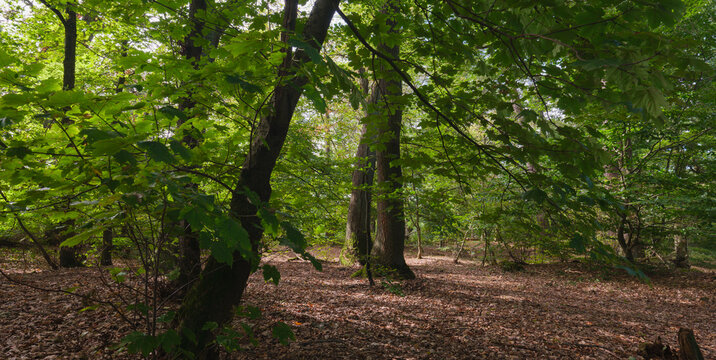 Am Morgen im Mischwald mit vielen Buchen und Eichen auf dem Dammelsberg im September