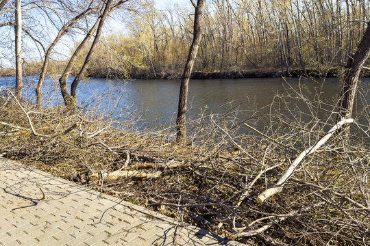 Close view of pruned dry tree branches and a sawn log piled along a lakeside brick path in a park during autumn, felled trunks and tangled twigs cleared beside calm blue river water under sunlight.