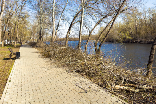 Cut dry branches stacked after seasonal tree pruning and felling. Sawn log piled along a lakeside brick path in autumn park, felled trunks and tangled twigs cleared beside lake water under sunlight.