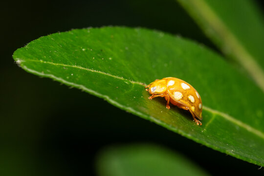 Portrait macro de coccinelle orange &agrave; seize points (Halyzia sedecimguttata), famille des Coccinellidae