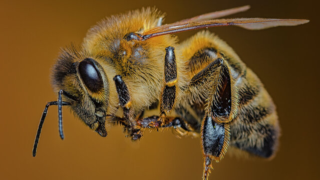 Honeybee macro detailed shot on natural background