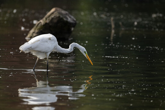 Great egret (Ardea alba) hunting in shallow water with reflection