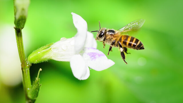 Honeybee collecting nectar from white flower