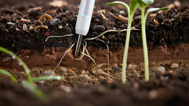 Electronic soil moisture sensor probe inserted into dark earth with small green plant seedlings
