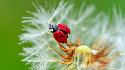 Ladybug sitting on dandelion seed head macro © Sushant