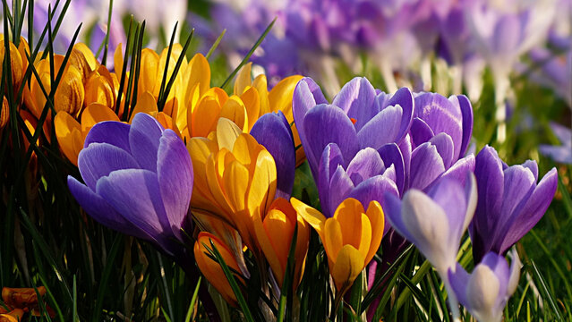Colorful purple and yellow crocus flowers in spring