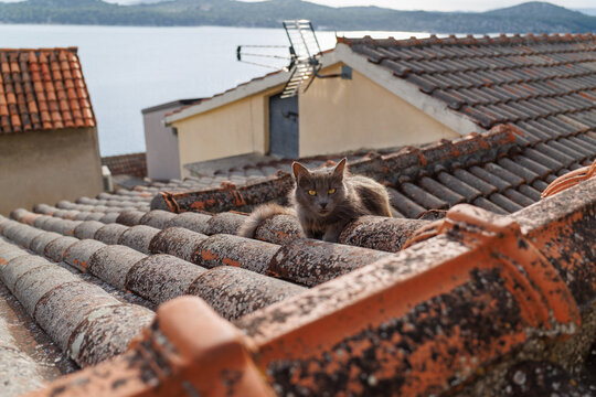 Grey cat resting on old tiled roof in Sibenik Old Town, Croatia with sea view