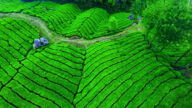 Speed Drone shot of the beautiful landscape of Tea estate or gardens with fog surrounded, beautiful to watch this 4K video, location is Munnar, Kerala, India - Gods Own Country