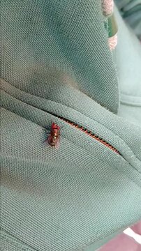 Fly is Standing on Cloth