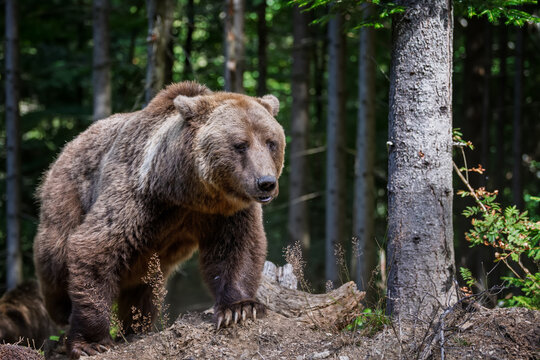 Brown bear foraging in a forested area with green foliage and trees, showcasing natural habitat and wildlife in a serene environment