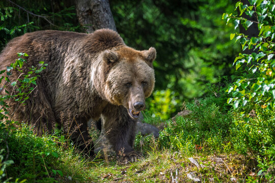 Brown bear standing among lush green foliage in a forest, surrounded by trees and underbrush, showcasing its natural habitat and wildlife behavior