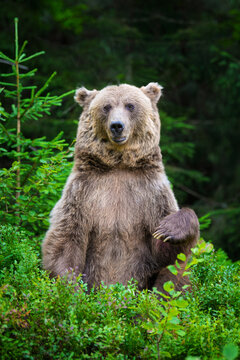 Brown bear standing upright among lush green foliage in a forested area, showcasing its powerful physique and natural habitat