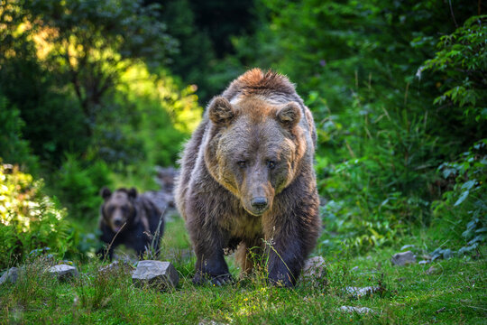 Brown bear walking through green forest with another bear in the background, surrounded by lush vegetation and rocky terrain under natural sunlight