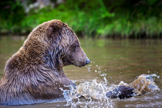 Brown bear shaking off water after swimming in a river, droplets splashing around its head, with lush green foliage in the background
