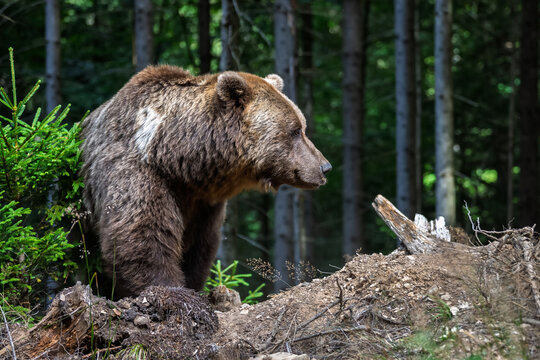Brown bear standing near a fallen log in a dense forest, surrounded by green foliage and tall trees, showcasing its natural habitat and wildlife behavior