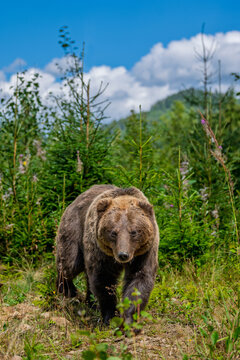 Grizzly bear walking through a lush green forest with tall trees and blue sky in the background, showcasing its powerful physique and natural habitat