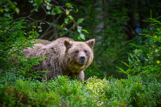 Brown bear standing among lush green foliage in a forest, surrounded by trees and underbrush, showcasing its natural habitat and wildlife behavior