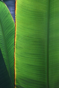 Fresh green banana leaf close up with fine parallel vein texture and a rust colored edge