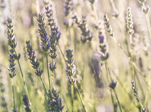 Lavender Flowers Glowing in Warm Sunlight