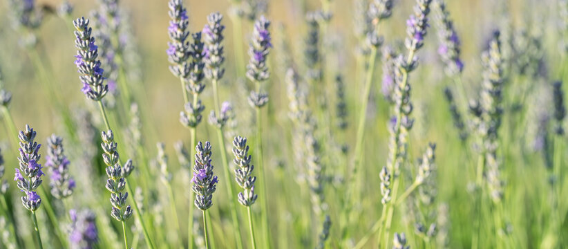 Lavender Meadow with Soft Green Bokeh