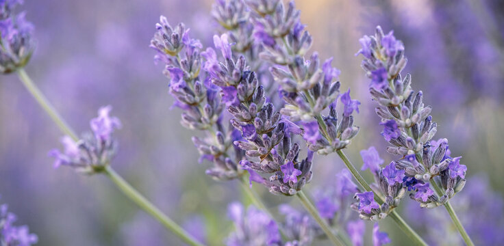 Detailed Lavender Flower Clusters with Purple Bokeh
