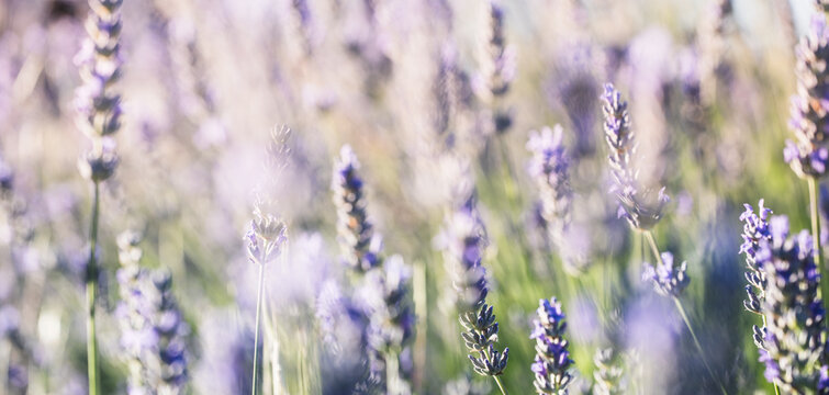 Dreamy Lavender Meadow with Soft Light Bokeh