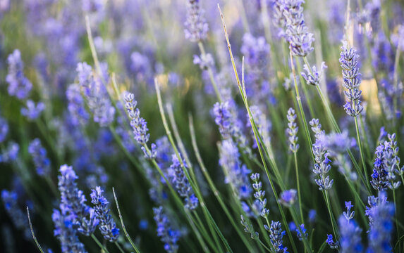 Lavender Field Stems with Blue Purple Blossoms