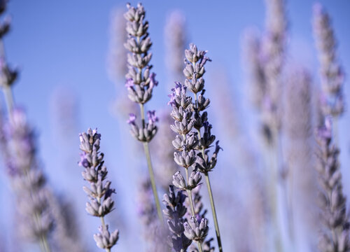 Lavender Flower Spikes in Blue Summer Light