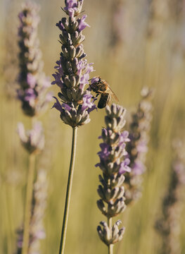 Honeybee Pollinating Lavender in Golden Summer Light