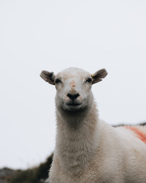 View of a white sheep with ear tags looking at the camera against an overcast sky in Wales, United Kingdom.