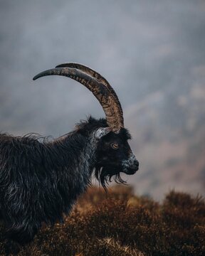 View of a feral goat with large curved horns standing on a rugged hillside in Caernarfon, Wales, United Kingdom.