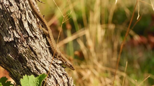 Common wall lizard resting on rough grapevine bark and warming itself in bright sunlight.