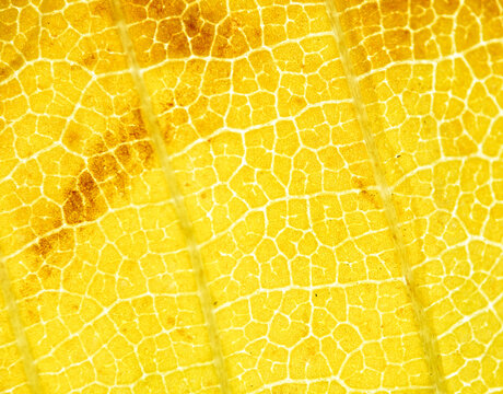 Bright Yellow Leaf Veins in Detailed Macro View