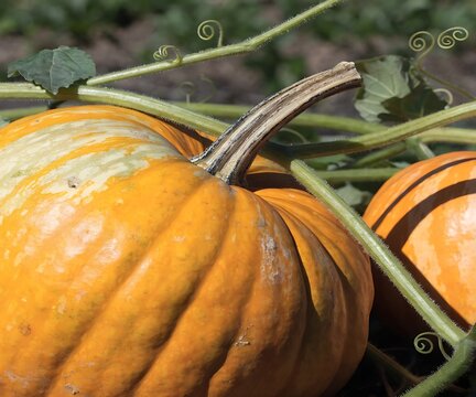 Fresh organic ripe orange pumpkin growing on a green vine in a farm field during bright sunlight harvest season