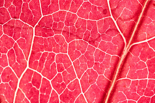 Vivid Red Leaf Veins in Sharp Backlit Macro Detail