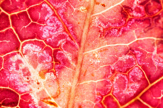 Pink Backlit Autumn Leaf Veins Macro Texture