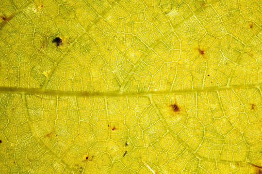 Backlit Leaf Veins Macro Texture Background