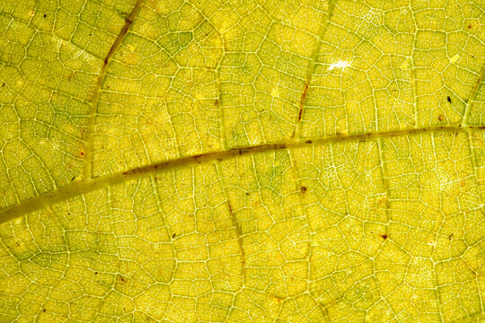 Backlit Yellow Leaf Macro with Detailed Vein Texture
