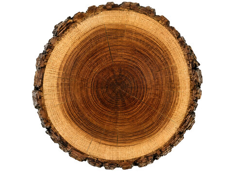Rustic wood cross section, round timber log slice, natural oak tree rings texture isolated on Transparent Background