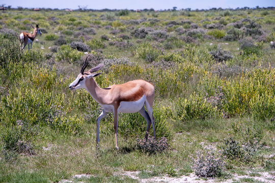 A springbok moves gracefully across the Namibian landscape, its elegant form and distinctive markings perfectly suited to the open plains and arid grasslands of southern Africa.