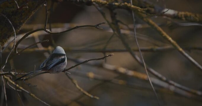 Wild Long-tailed Tit Aegithalos caudatus eating an insect on a branch