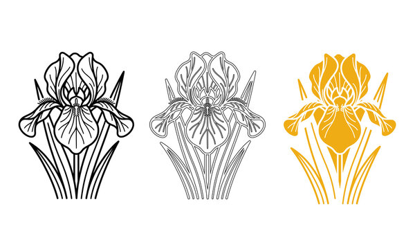 Iris flower vector illustration set featuring black line art, detailed outline, and solid yellow silhouette.