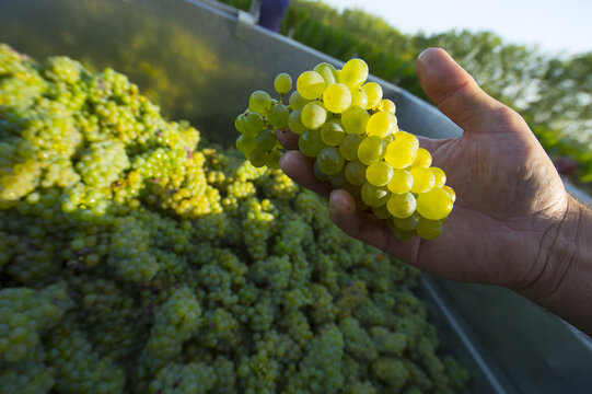 FRANCE. GIRONDE 33 MARTILLAC, CHATEAU CARBONNIEUX, HARVEST OF WHITE SEMILLON GRAPES AOC PESSAC-LEOGNAN